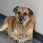 Cachorro_Foto Márcio Lino 00