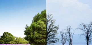 Prefeitura comemora do Dia Mundial da Água com evento no Bosque Maia nesta sexta-feira